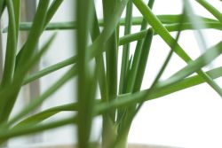 Рецепт салат из зеленого лука