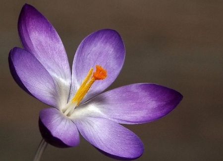 Цветы крокуса: особенности посадки и ухода в открытом грунте