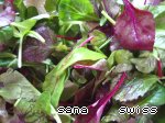 Рецепт зеленый салат с оливками и свеклой